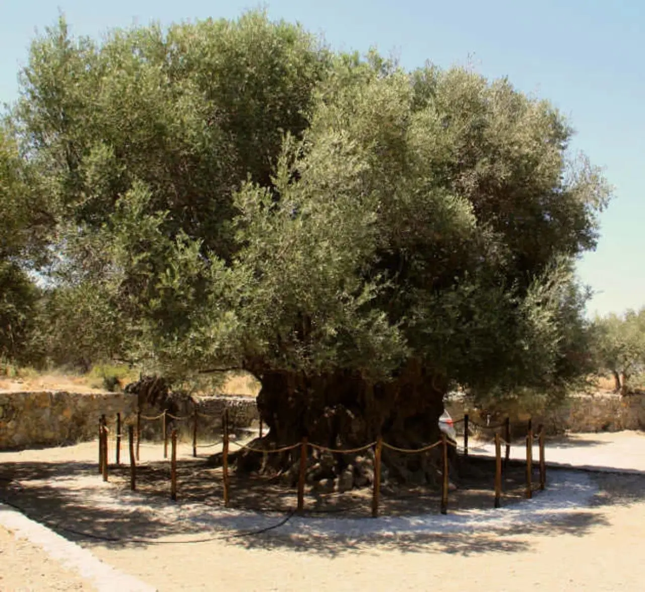 Monumentaler uralter Olivenbaum Azoria Kreta Griechenland
